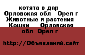 котята в дар - Орловская обл., Орел г. Животные и растения » Кошки   . Орловская обл.,Орел г.